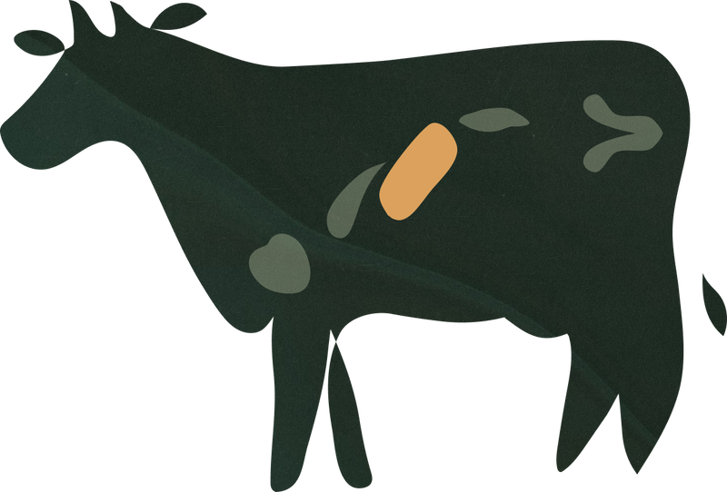 Liver